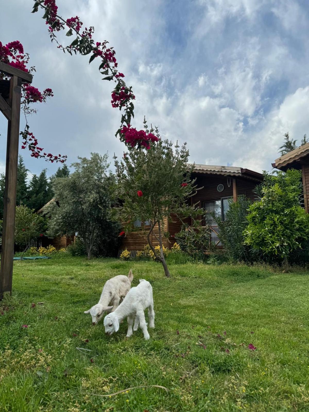 Em-Ba Butik Bungalov Demre Εξωτερικό φωτογραφία